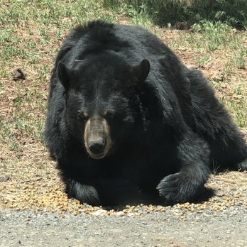 Bearizona - So stinking cute. I love him. - Zoos Near Me - Williams, Arizona