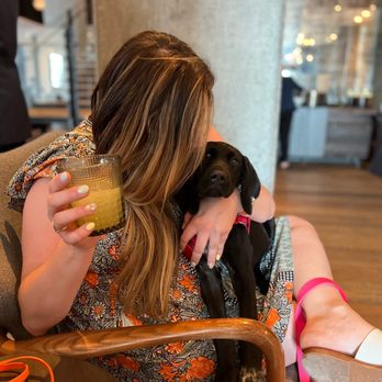 Hotel Van Zandt - Puppy-friendly HH - Hotels Near Me - Austin, Texas Hotel Van Zandt - Puppy-friendly HH - Hotels Near Me - Austin, Texas