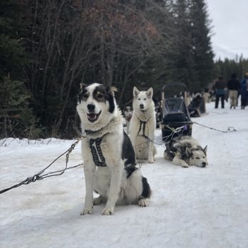 Snowy Owl Sled Dog Tours - Look at these cute guys!! - Tours Near Me - Canmore, Alberta Snowy Owl Sled Dog Tours - Look at these cute guys!! - Tours Near Me - Canmore, Alberta