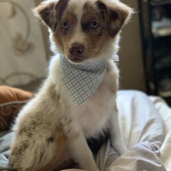 Dog Styling Boutique - Pet Groomers Near Me - Glendora, California
