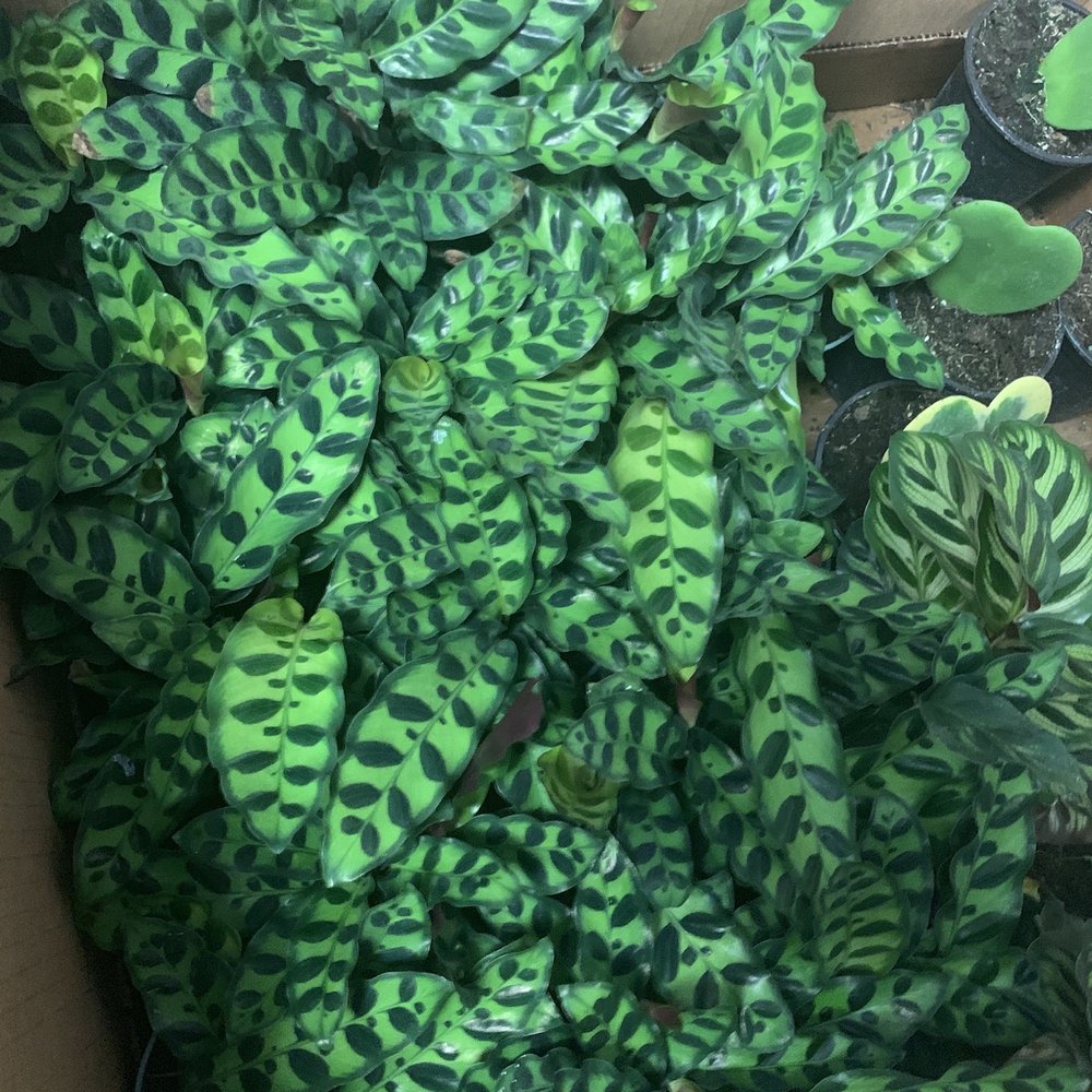 Zonkey - Prayer plant - Toy Stores Near Me - San Jose, California Zonkey - Prayer plant - Toy Stores Near Me - San Jose, California
