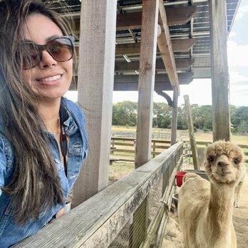 Island Alpaca - Knitting Supplies Near Me - Oak Bluffs, Massachusetts