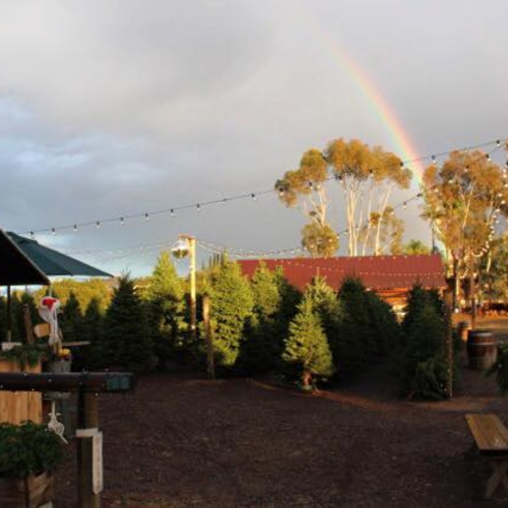 The Vineyard 1924 - Opening Day Rainbow - Christmas Trees Near Me - Fallbrook, California The Vineyard 1924 - Opening Day Rainbow - Christmas Trees Near Me - Fallbrook, California