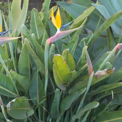 La Colina Gardens - Some of the many Birds of Paradise on the complex grounds.