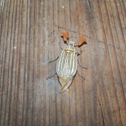 City of Rocks National Reserve - Freaky beetle, possibly a 10-lined June Beetle.  Seemed harmless, other than being a little too friendly!