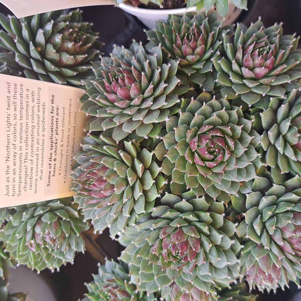 Armstrong Garden Centers - Succulents - Nurseries & Gardening Near Me - Thousand Oaks, California Armstrong Garden Centers - Succulents - Nurseries & Gardening Near Me - Thousand Oaks, California