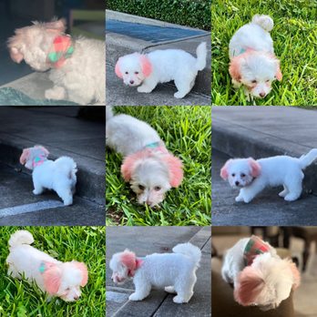 Zoe's Pawfection - Different angles of her grooming quality, haircut and hair color. - Pet Groomers Near Me - Katy, Texas Zoe's Pawfection - Different angles of her grooming quality, haircut and hair color. - Pet Groomers Near Me - Katy, Texas