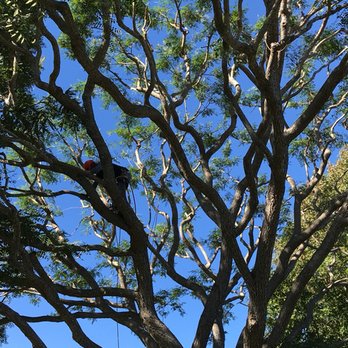 MC Tree Service - Tree Services Near Me MC Tree Service - Tree Services Near Me