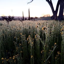 Bella Luna Estate Winery - Fiddleneck season is in full bloom
