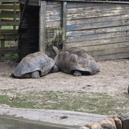 Huuuuge Tortise Huuuuge Tortise
