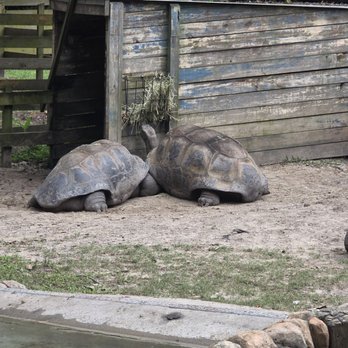 Audubon Zoo - Huuuuge Tortise - Aquariums Near Me - New Orleans, Louisiana Audubon Zoo - Huuuuge Tortise - Aquariums Near Me - New Orleans, Louisiana