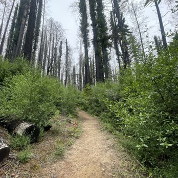 Big Basin Redwoods State Park - Parks Near Me - Boulder Creek, California