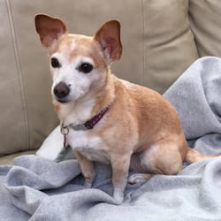 Pawsitive Care Pet Sitting