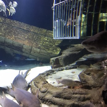 Long Island Aquarium - The view others see when you do the shark dive - Aquariums Near Me - Riverhead, New York Long Island Aquarium - The view others see when you do the shark dive - Aquariums Near Me - Riverhead, New York