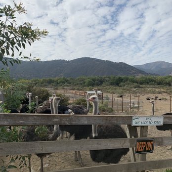 Ostrichland USA - Attraction Farms Near Me - Solvang, California Ostrichland USA - Attraction Farms Near Me - Solvang, California