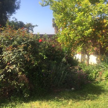 tree service - Tree Services Near Me tree service - Tree Services Near Me
