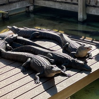 Gatorland - Zoos Near Me - Orlando, Florida Gatorland - Zoos Near Me - Orlando, Florida