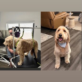 Blush & Bark - Pet Groomers Near Me Blush & Bark - Pet Groomers Near Me