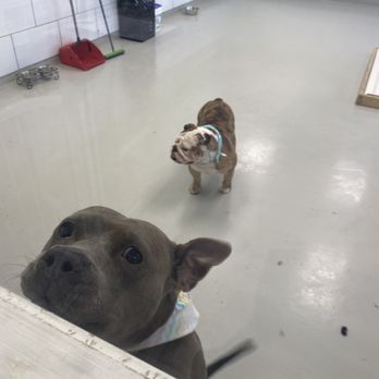 Furry Tails - Pet Boarding Near Me - Dallas, Texas