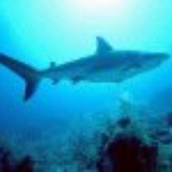 Maui Diving - Shark Dives Daily - Scuba Diving Near Me - Lahaina, Hawaii Maui Diving - Shark Dives Daily - Scuba Diving Near Me - Lahaina, Hawaii