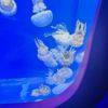 Newport Aquarium gift card
