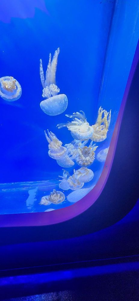 Newport Aquarium gift card