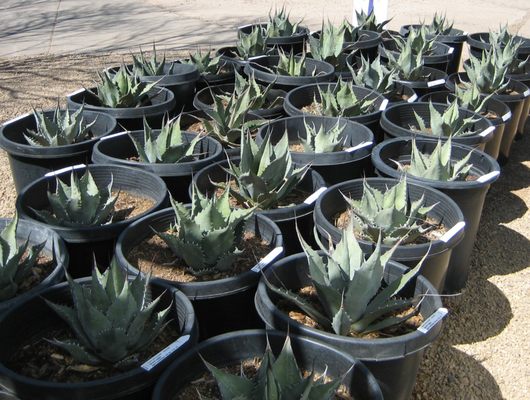 Chaparral Cactus & Succulents