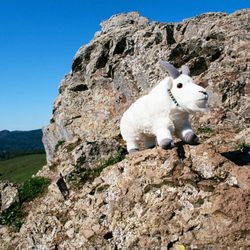 Jewell Trail - Mountain goat perching on huge boulder next to Bolinas Ridge Trail.  Here, we are about half-way to the trailhead for Jewell Trail.