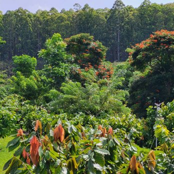 Honolii Orchards - This is the cacao trees on their own farm! - Food Tours Near Me - Hilo, Hawaii Honolii Orchards - This is the cacao trees on their own farm! - Food Tours Near Me - Hilo, Hawaii