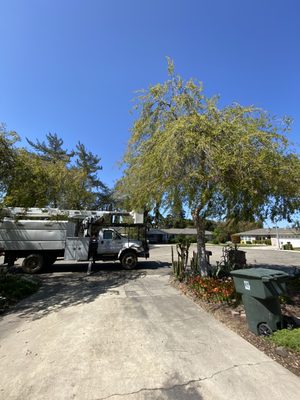 Other work by our crew! - Tomaselli Tree Service Other work by our crew! - Tomaselli Tree Service