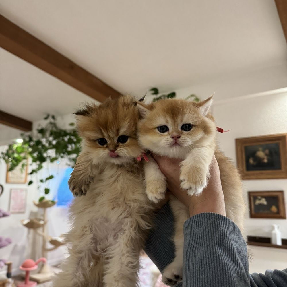 Kitten Cuddle Corner - Pet Breeders Near Me Kitten Cuddle Corner - Pet Breeders Near Me