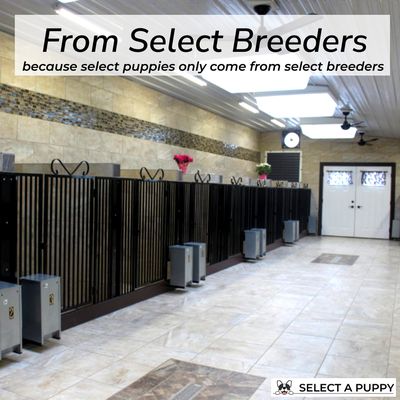 Select Puppies from Select Breeders! - We have ZERO tolerance for sub-standard breeders sometimes referred to as “puppy mills”. Why we “Select” our breeders- Our customers can enjoy the added comfort that we choose our puppies from breeders that prioritize the responsibility of caring for their dogs. The responsibility of our breeders to care for their dogs and puppies takes a lot of time and money. This means that they are federally, state, or locally licensed, as applicable, to ensure they are complying with any required laws and regulations regarding pet health and well-being regulations that outline all of their dog’s medical, physical, and psychological needs. This huge responsibility of the breeder along with our own stringent puppy care protocols helps us to ensure that the puppies Select A Puppy provides to our customers are ready to become loving family members. Learn More - https://www.selectapuppy.com/breeders Select Puppies from Select Breeders! - We have ZERO tolerance for sub-standard breeders sometimes referred to as “puppy mills”. Why we “Select” our breeders- Our customers can enjoy the added comfort that we choose our puppies from breeders that prioritize the responsibility of caring for their dogs. The responsibility of our breeders to care for their dogs and puppies takes a lot of time and money. This means that they are federally, state, or locally licensed, as applicable, to ensure they are complying with any required laws and regulations regarding pet health and well-being regulations that outline all of their dog’s medical, physical, and psychological needs. This huge responsibility of the breeder along with our own stringent puppy care protocols helps us to ensure that the puppies Select A Puppy provides to our customers are ready to become loving family members. Learn More - https://www.selectapuppy.com/breeders