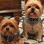 Photo of Just for Paws Mobile Grooming