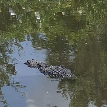 Gatorland - Zoos Near Me - Orlando, Florida Gatorland - Zoos Near Me - Orlando, Florida