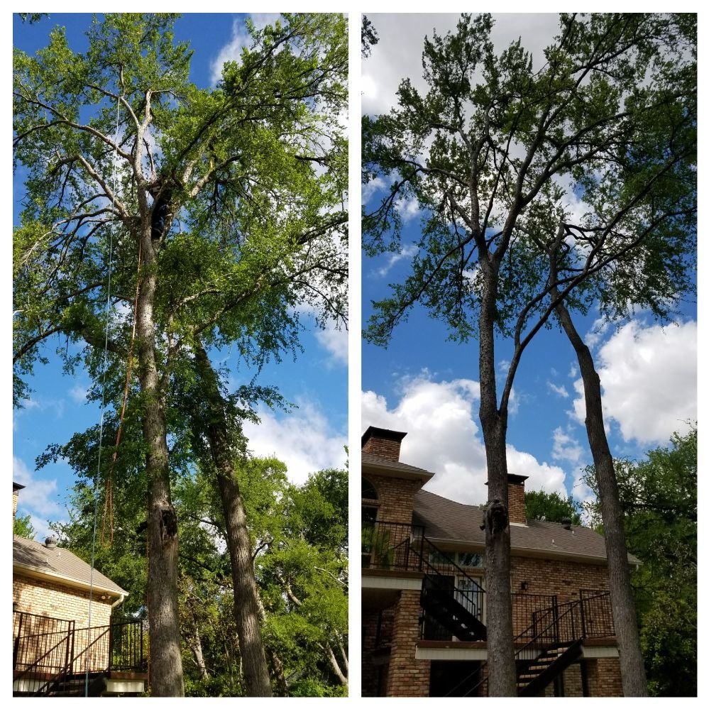 Lucky'sTree Service - tree service in Dallas, TX