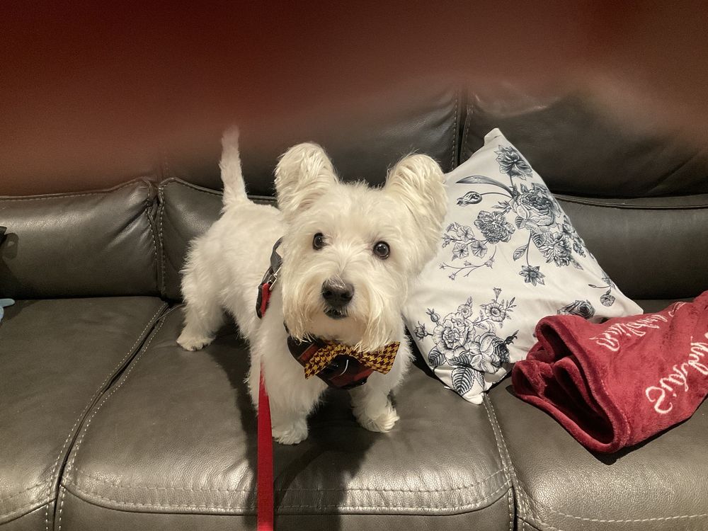 SUSAN CROPPER DVM Updated September 2024 14 Photos 310 Newtown Rd