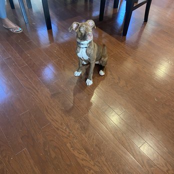 Smitty’s Dog Training - Pet Training Near Me