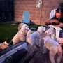 Dirty Paws Pet Grooming