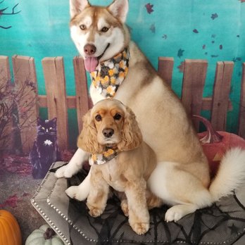 All Dogs Grooming Honolulu - My girls first time and will keep going as long as they stay open! Wonderful service! - Pet Groomers Near Me - Honolulu, Hawaii