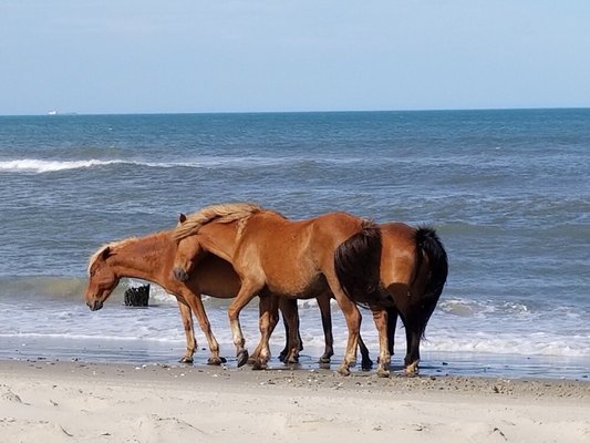 Corolla Wild Horse Fund by null