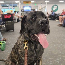 Diamond Dog Academy - English Mastiff