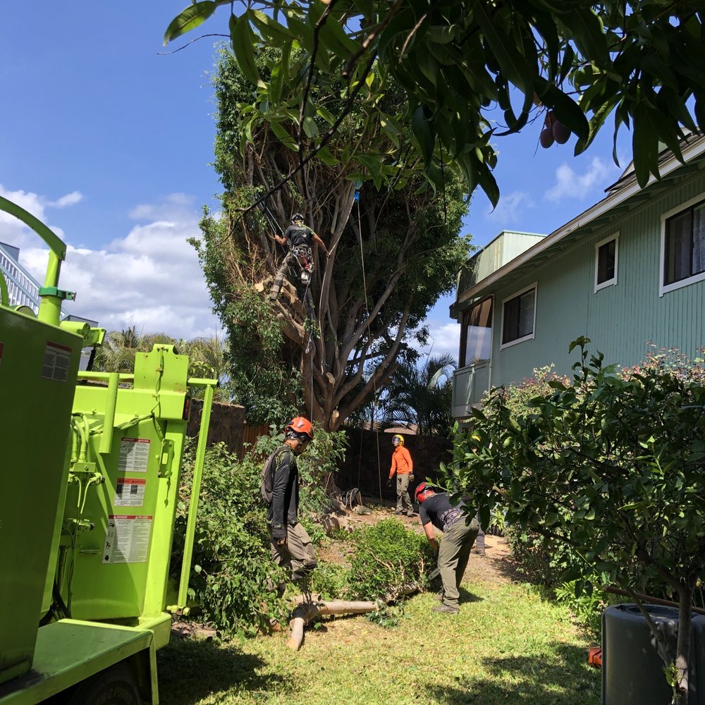 Climbing Hi - Tree Services Near Me