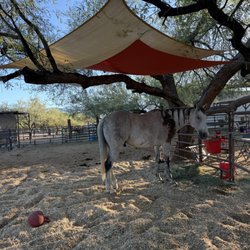 Heart of the Horse - Ares in his paddock