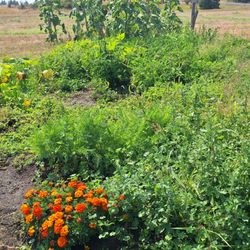 Family First - Plants we plant and harvest for the family