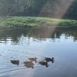 Parc de la Rivière-des-Mille-Îles - Duckies!
