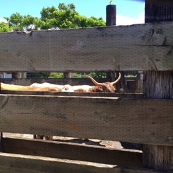 Decoite A Packing House - Strong holding pens.