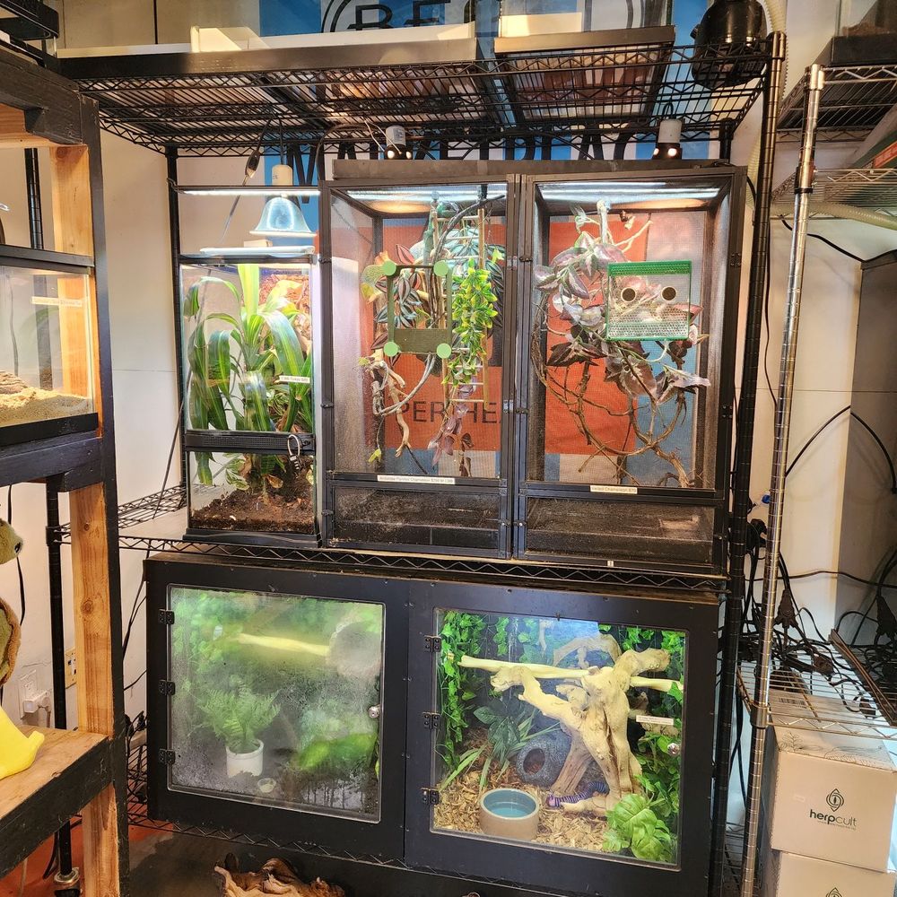 Beast Pets & Supplies - Reptile Shops Near Me - Spring Valley, California Beast Pets & Supplies - Reptile Shops Near Me - Spring Valley, California