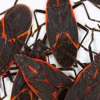 North Shore Services - Bugs LOVE to come into your house, invading your attic and wall voids to enjoy the winter activities in your home. - Pest Control Near Me North Shore Services - Bugs LOVE to come into your house, invading your attic and wall voids to enjoy the winter activities in your home. - Pest Control Near Me