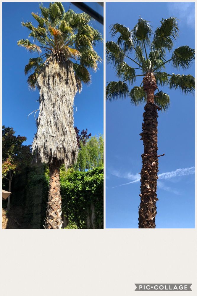 Arbor Experts - tree service in San Jose, CA