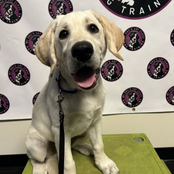 My Dog's Got Class - Puppy Prep School - Pet Training Near Me - Lebanon, New Jersey My Dog's Got Class - Puppy Prep School - Pet Training Near Me - Lebanon, New Jersey